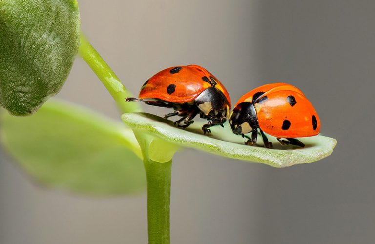 Cursos de fotografía macro online