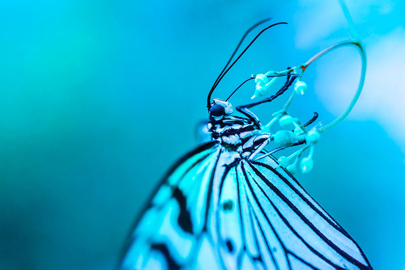 Curso guía de iniciación a la fotografía macro